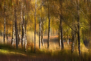 1st Birches by the River Alan Thomson