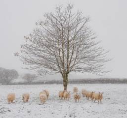 2nd – Landscape – Sheep in the Snow Patricia Martin