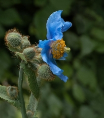 2nd Patricia Martin Himalayan Blue