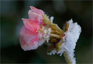 3rd - Close Up - Frozen Alan Thomson