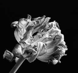 3rd Patricia Martin Pink Tulip in Mono