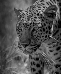 3rd Susan Hinton smith Leopard