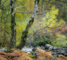 C Barbara Rowland Birches over the Stream