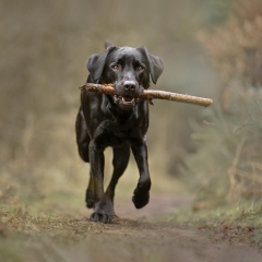 3rd Advanced Colour – Print Fetch – Phillip Jolly