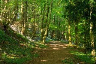 3rd Club Colour Print – Bluebell Walk – Marco Berti