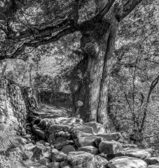 3rd Club Mono – The Tree with Life – Helen Hamill