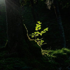 C Advanced PDI – Limelight – Brian Graham