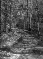 C Club Mono Print – The Cobbled Path Helen Hamill