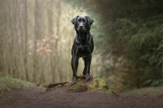 HC Advanced Colour Print The Duke of the Mound Phillip Jolly