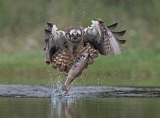 1st Jo Davies - Advanced PDI - Osprey with Rainbow Trout