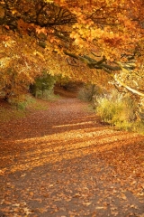 3rd Geoff Little - Club Colour - Golden Carpet