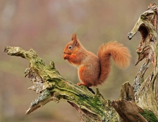 3rd Jo Davies - Advanced Colour - Kinrara Red Squirrel