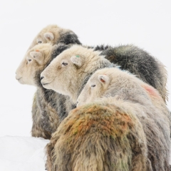 C Brian Graham - Advanced PDI - Methera