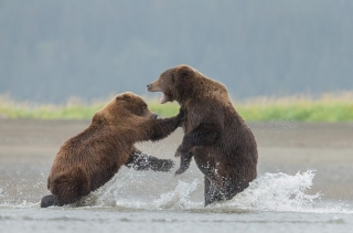 C Jo Davies - Advanced Colour - Wild Female Grizzly fight