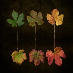 1st - Advanced Colour - Brian Graham Autumn Fade