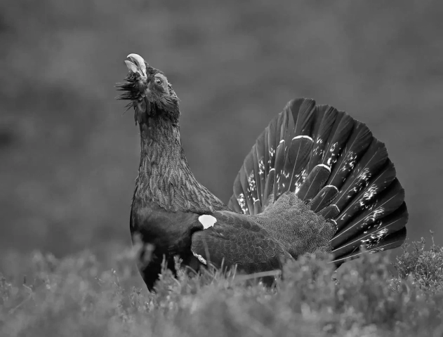 1st – Jackson Trophy – Jo Davies Capercaillie at lek