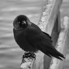 2nd - Advanced Mono - Brian Graham Ruffled