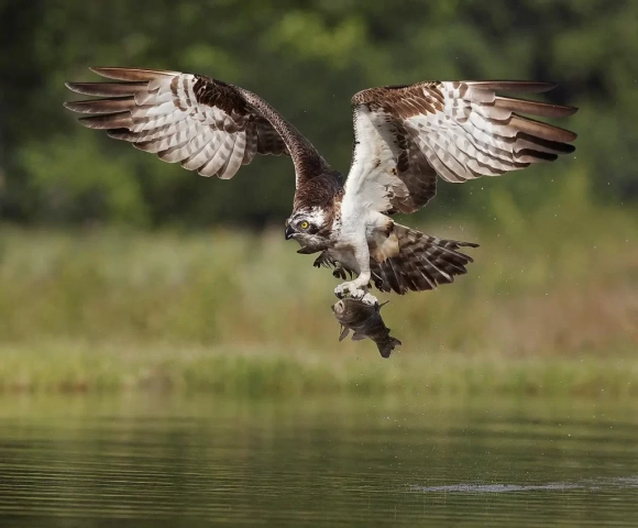 2nd – Centenary Cup – Jo Davies Osprey Fishing in Loch