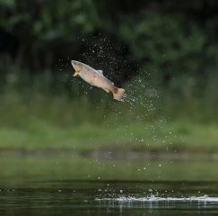 2nd - Advanced PDI - Jo Davies Leaping brown trout