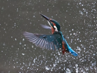 2nd joint - Advanced Colour – Jo Davies Kingfisher