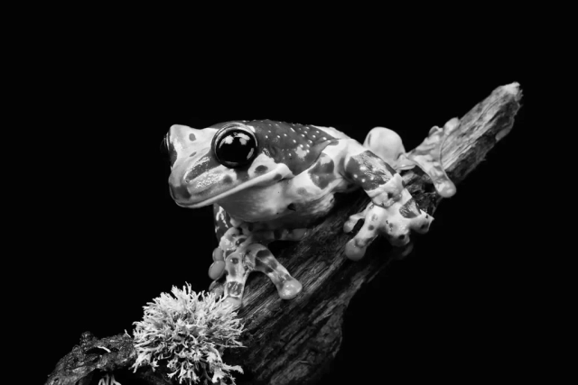 3rd – Coronation Cup – Jo Davies Milk Frog