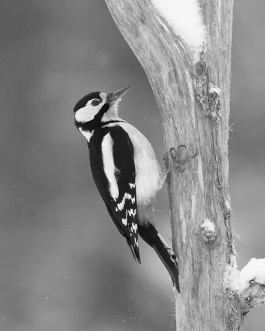 3rd – Coronation Cup – Jo Davies Woodpecker in the Snow