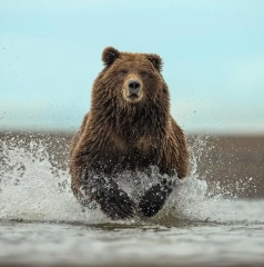 3rd - Advanced PDI - Jo Davies Wild Grizzly, Alaska