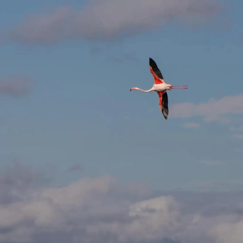 3rd – Old Timer Trophy – Andy Cheal Flight