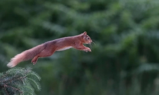 3rd joint - Advanced Colour - Jo Davies Leaping Red Squirrel