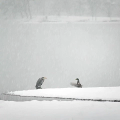 C - Advanced PDI - Brian Graham Brrrrrr!