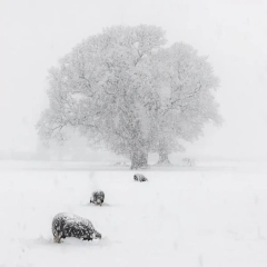 HC - Advanced Colour - Brian Graham Tethera