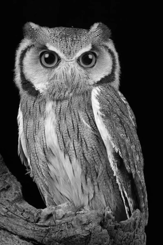 HC – Jackson Trophy – Jo Davies White Faced Owl