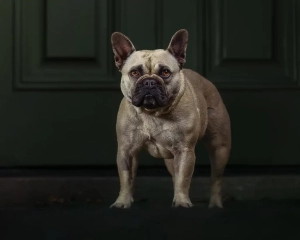 HC - Advanced PDI - Phill Jolly On Guard