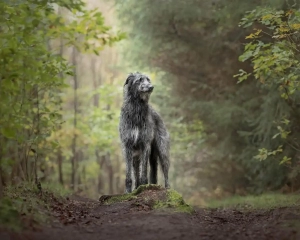 HC - Advanced Colour - Phill Jolly The Hound of the Mound