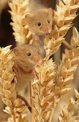 Jnt 1st – Old Timer Trophy – Jo Davies 2 Harvest Mice