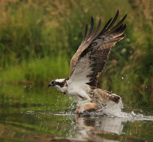 Jnt 1st – Old Timer Trophy – Jo Davies Osprey with rainbow trout