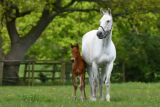 17pts – Mandy Bolton – Perfection at Two Weeks Old