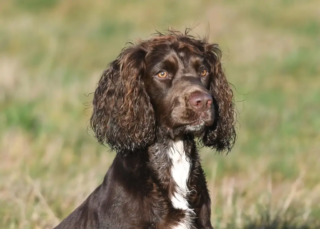 17pts – Mandy Bolton – Working Cocker Buzz