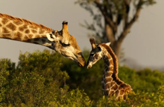 17pts – Stan Jenkins – Kissing Giraffes