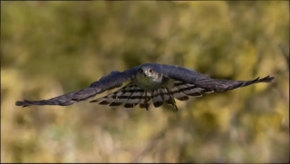 18pts – Paul Martin – Sparrowhawk