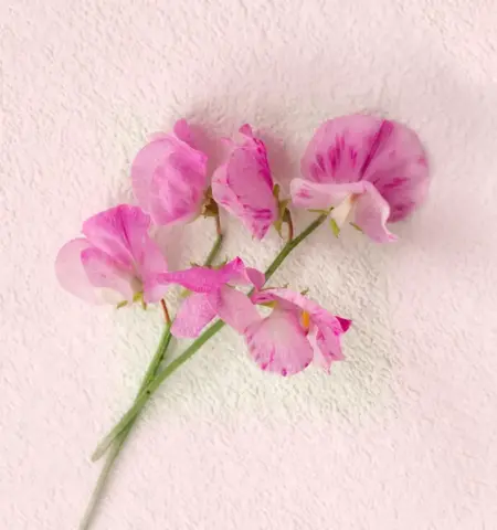 Derek_Nash-Colour_Print-17pts-Sweet_Pea_Variegated_Petals