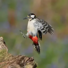 Paul_Martin-PDI-17pts-WHOA!