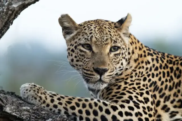 Stan_Jenkins-PDI-19pts-Leopard_at_rest