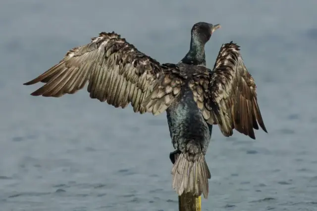 Bob_Walker-PDI-19pts-Drying_Out