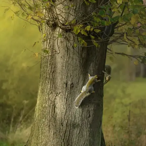 Brian_Graham-Colour_Print-17pts-Peek-A-Boo