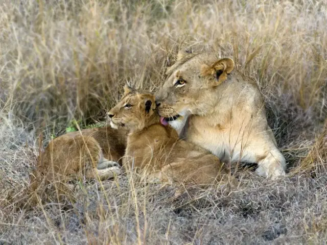 Fiona_Jenkins-PDI-20pts-Lioness_&_cub