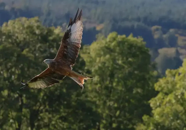 Geoff_Little-PDI-17pts-Red_Kite