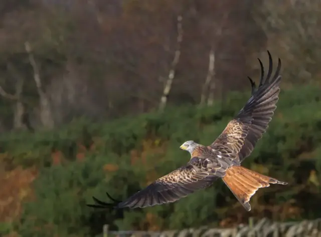 Geoff_Little-PDI-18pts-Heading_For_Home