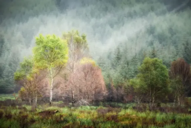 June_Parry-Colour_Print-19pts-Woodland_in_the_Rain