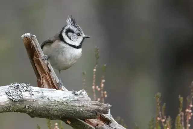 Lorraine_Walker-PDI-17pts-Watching_You